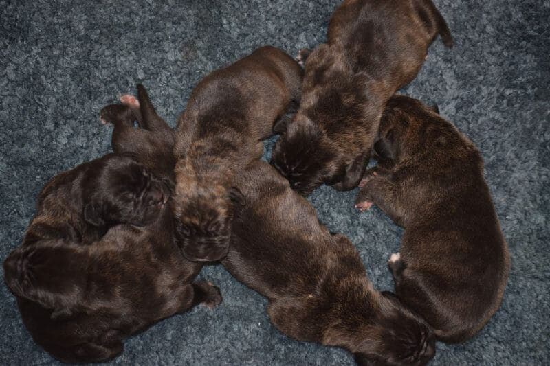 Cane Corso CastleGuard Cane Corso Puppies