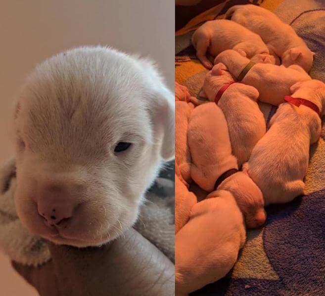 Dogo Argentino Puppies Del Caritas Dogo Argentino Puppies