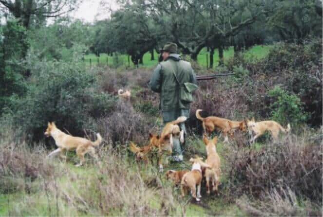 Portuguese Podengos hunting