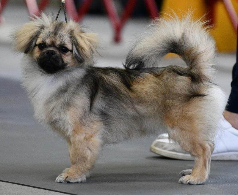 Tibetan Spaniel Tibetan Spaniel in a show ring