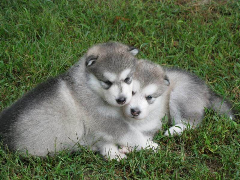 Alaskan Malamute Puppies Puppies lying on the grass