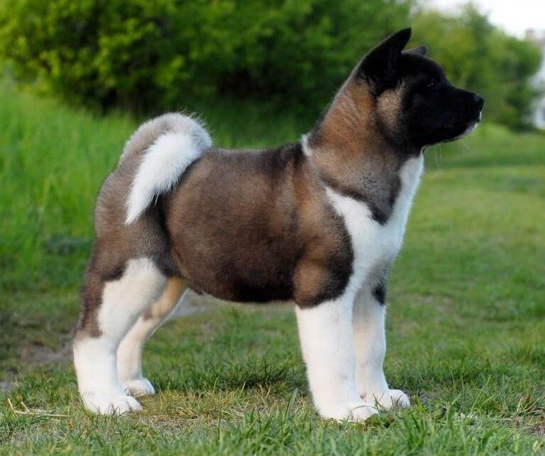 Titan Akitas
