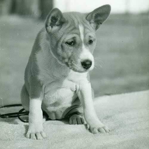 Basenji Basenji Colors and Markings – From Standard to Rare Coats