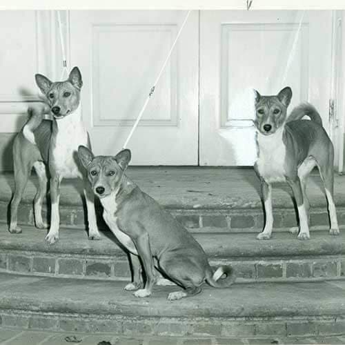 Basenji Basenji Colors and Markings – From Standard to Rare Coats
