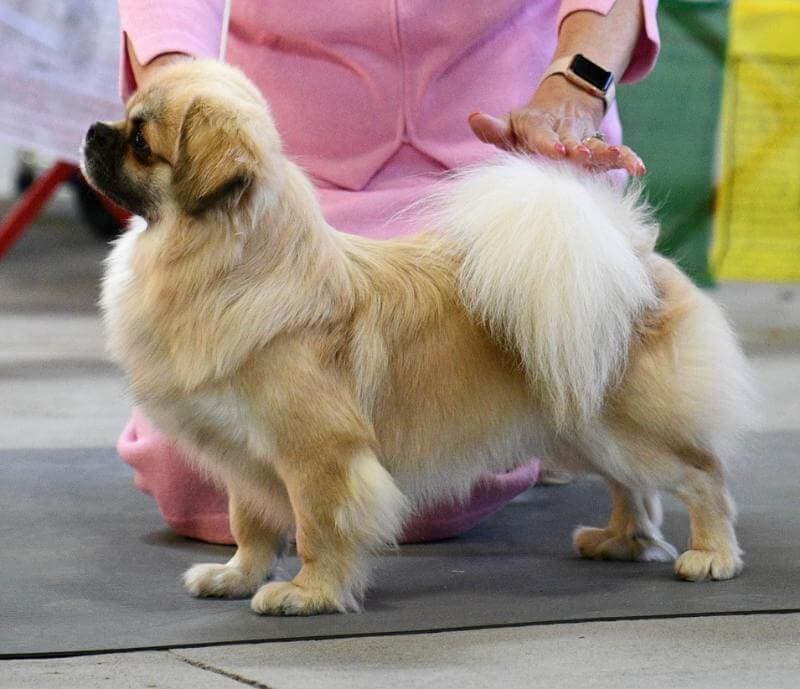 Tibetan Spaniel Tibetan Spaniel side photo