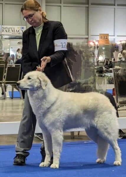 Doreen MacPherson with her Galaxy Kuvasz dog at a dog show