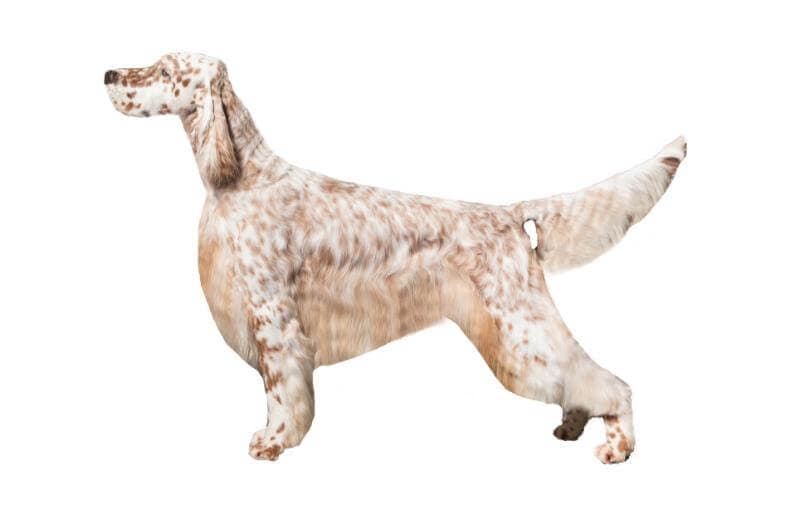 English Setter 1B with Less Coat