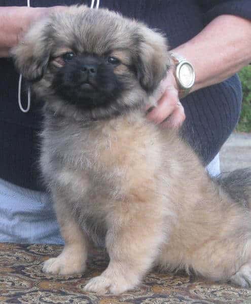 Tibetan Spaniel Tibetan spaniel puppy