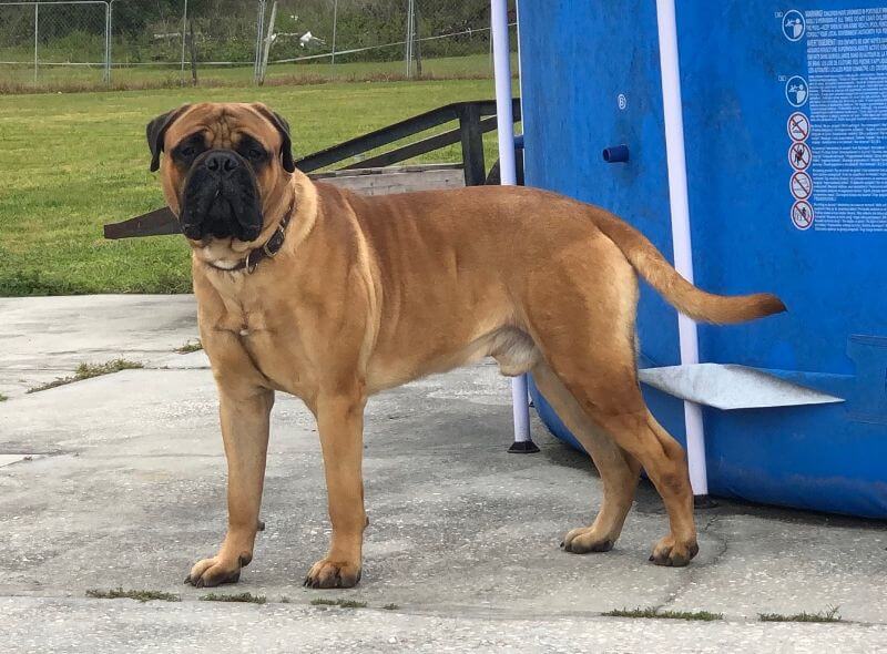 Working Group - Bullmastiff Dog Breed