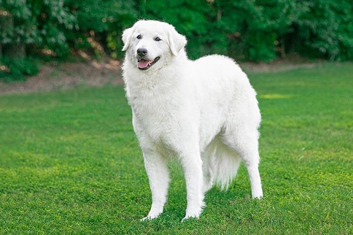 Kuvasz standing outdoors Peachtree Kuvasz - Randy Ham
