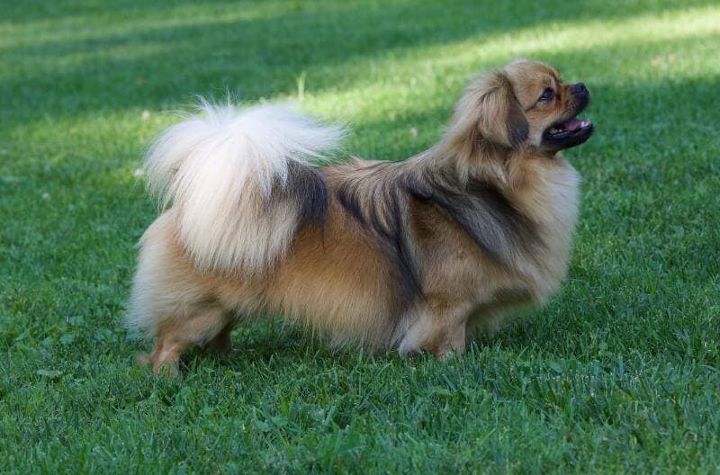 Tibetan Spaniel Tibetan Spaniel dog standing on grass