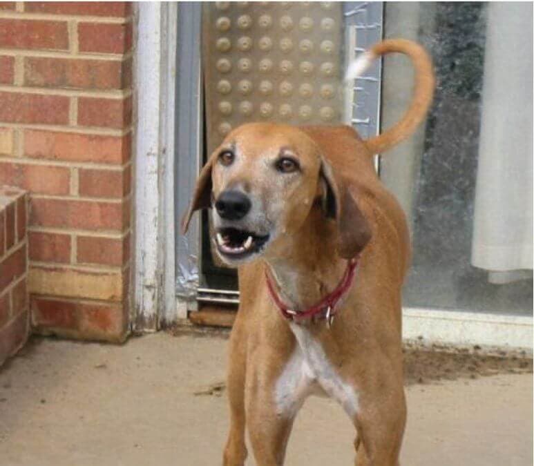 Azawakh dog Azawakh Dog standing alert