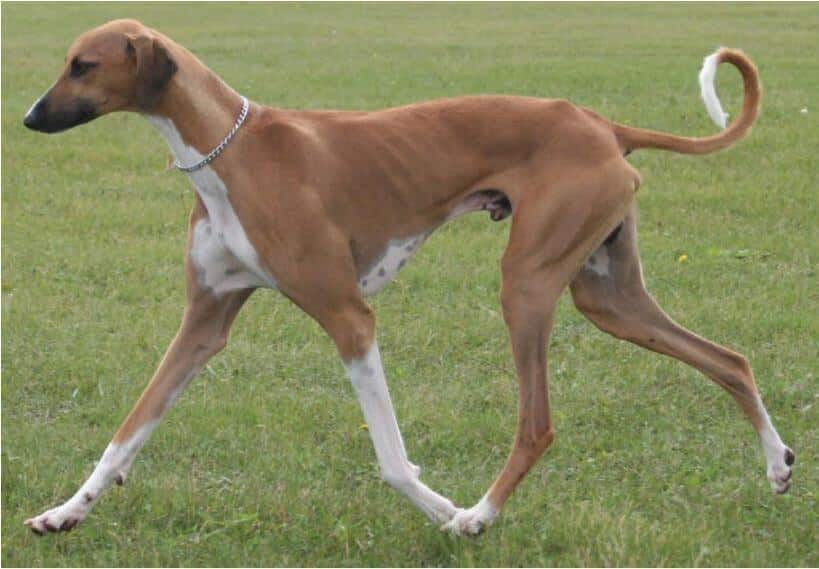 Azawakh dog Dog walking on grass