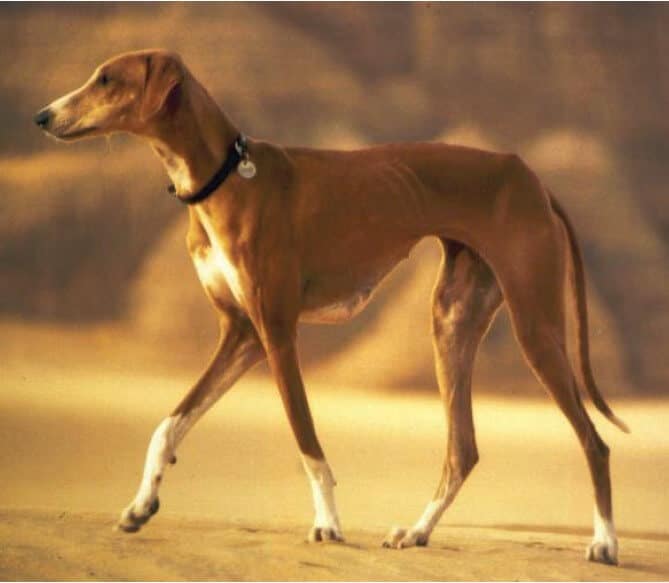 Dazol In Chenan Desert-bred bitch owned by Ursula Arnold