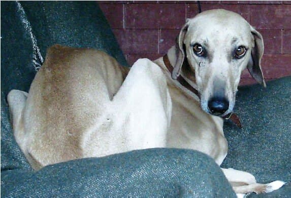 Azawakh dog Azawakh dog lying on a sofa
