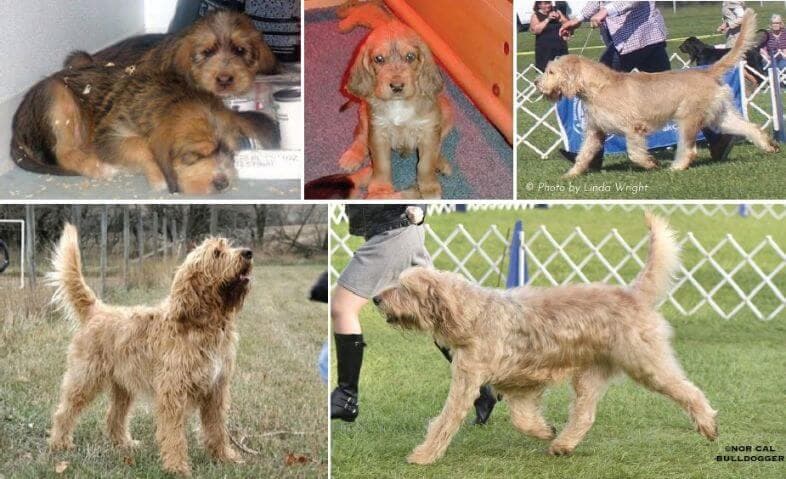 Wheaten Otterhound Puppies and Adults