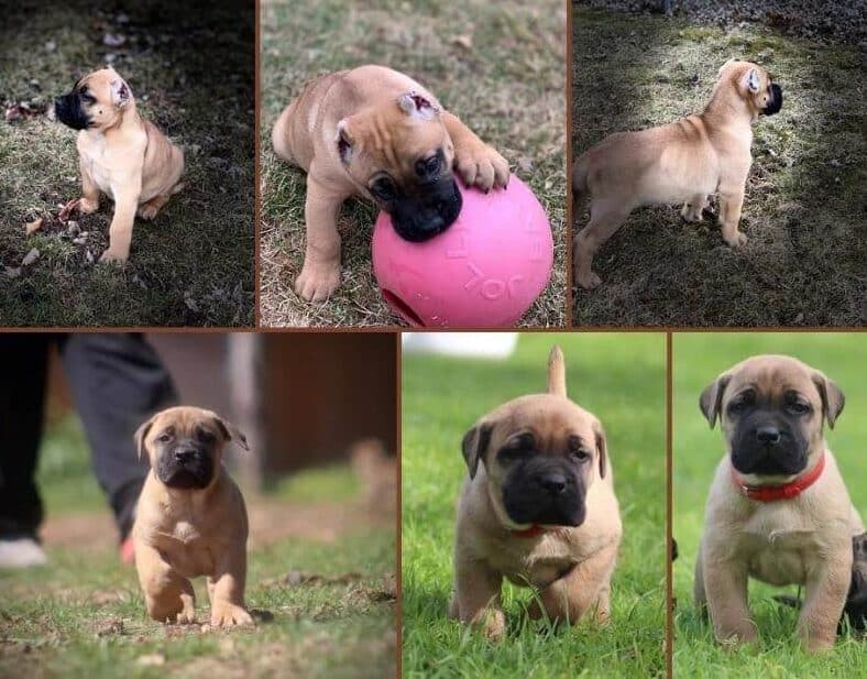 Qubitron Boerboels Qubitron Boerboels