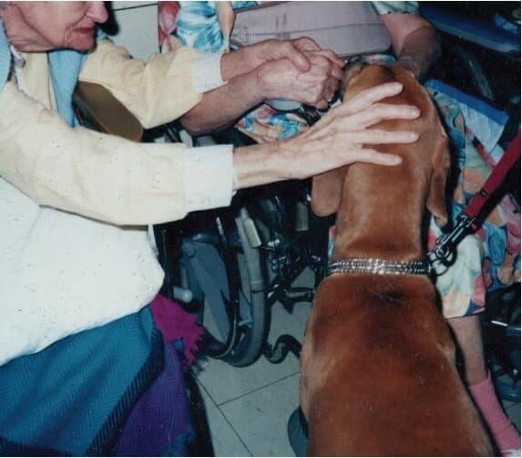 Azawakh dog Old women in wheelchairs petting a dog