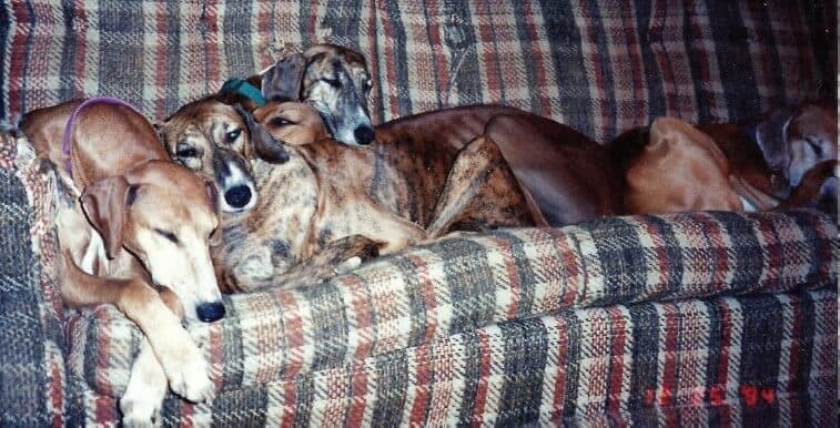 Azawakh dogs Dogs lying on a sofa