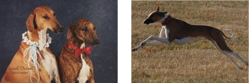 Azawakh dog 2 Pictures showcasing the various colors of the Azawakh dog breed