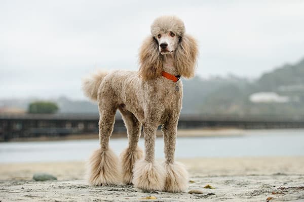 Poodle Poodle