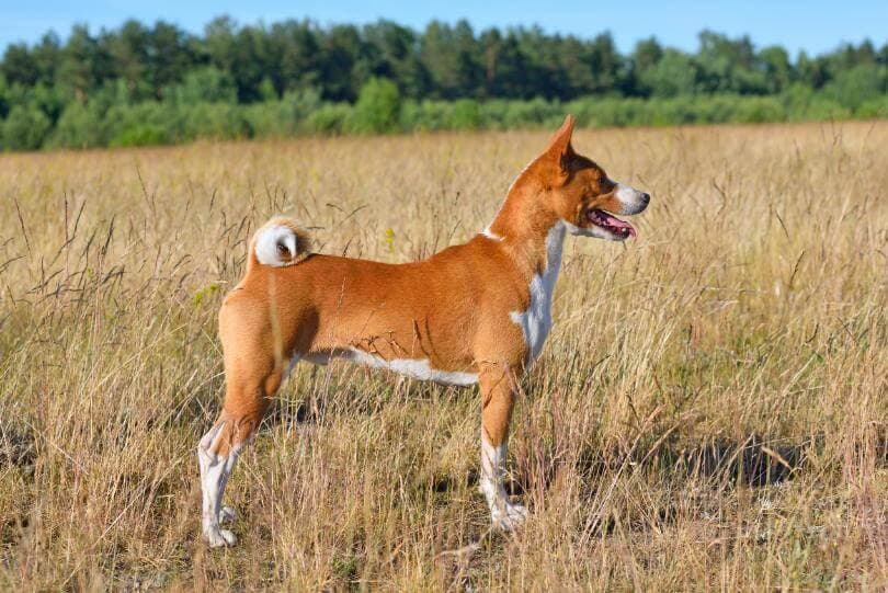 Basenji Chestnut Red Basenji