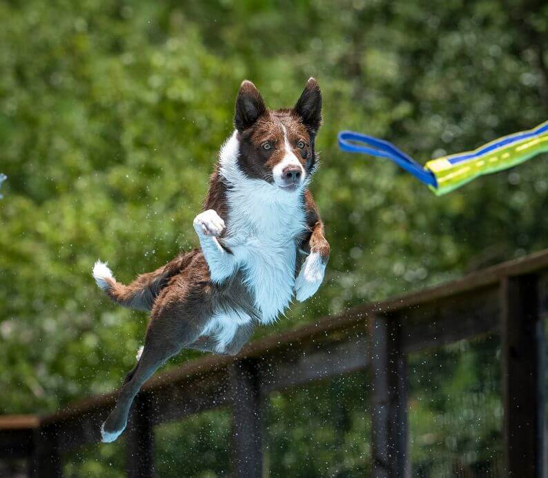 Dock diving - Border collie chases dock diving bumper