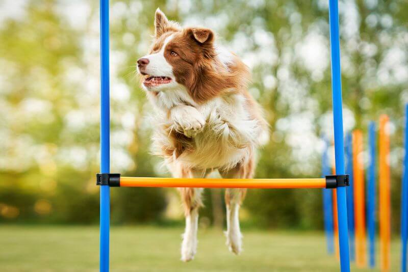 brown-chocolate-border-collie-dog-training
