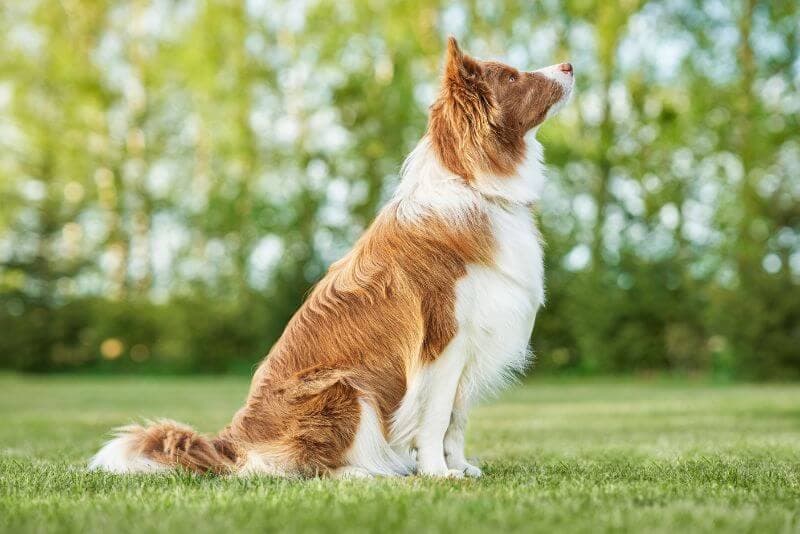 border collie sitting on grass