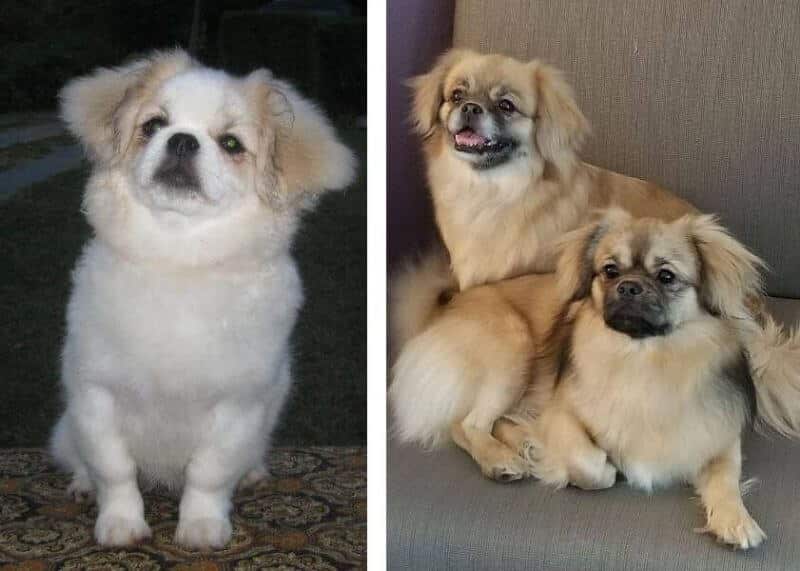 Tibetan Spaniel Dogs