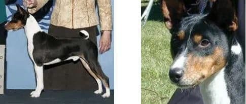 Basenji Rare Basenji coat colors and markings - Brindle-Pointed Tri