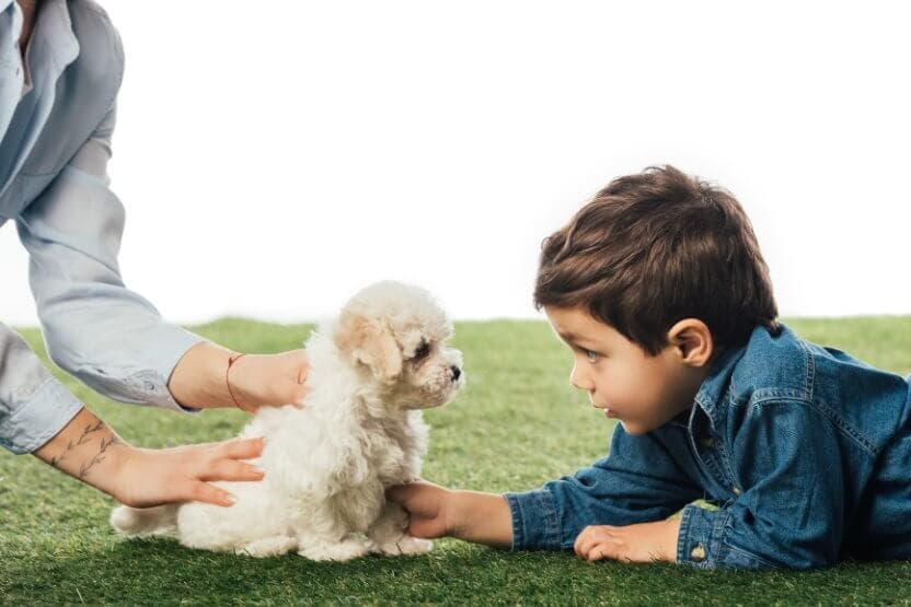 mother-holding-havanese-puppy Mother and son lying on the grass, holding a havanese puppy