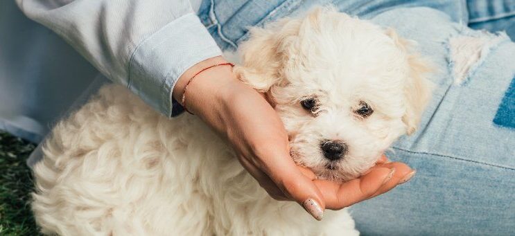 Panoramic shot of a woman holding a puppy