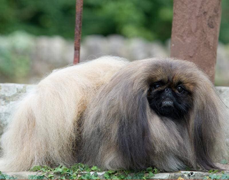 Picture of deja vu pekingese CH Deja vu Pekehuis Gold Fusion.