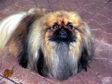 Picture of Deja vu pekingese BISS CH Deja vu Travelin’ Man. BISA CH Akarana Excaliber x Deja vu Niagara Falls Honeymoon.