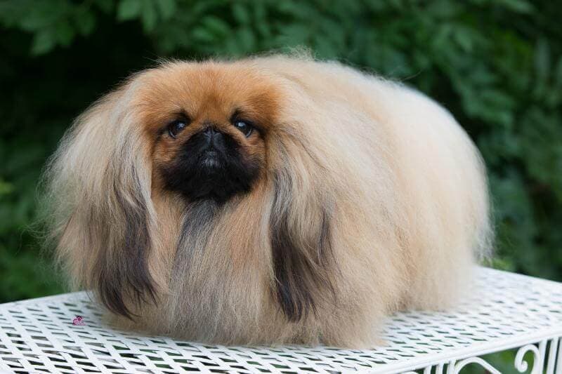 Picture of Deja vu pekingese UK CH/AM GCH Deja vu Stand By Me. MBISS Briar-Mar American Gigolo for Vannjty x Akarana Allure for Pekehuis.