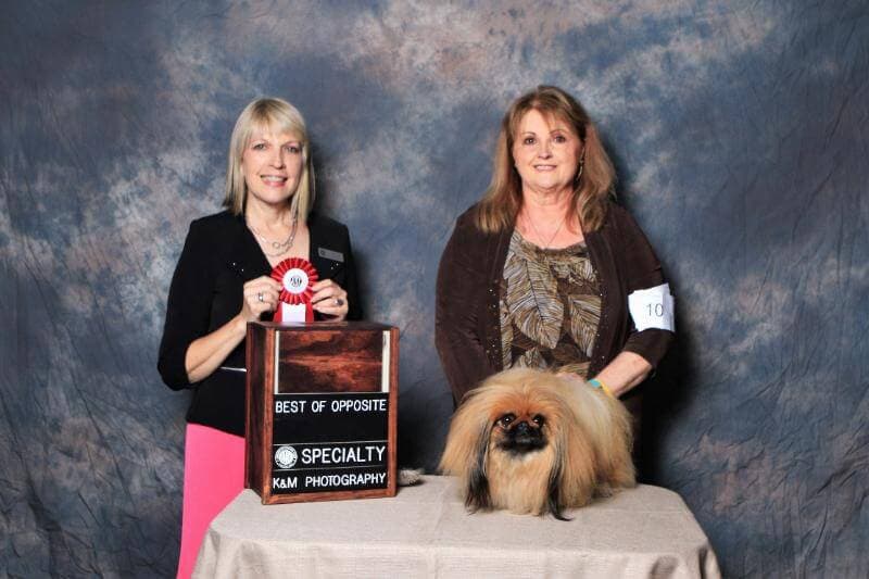 Susan Farrer-Shephard - CH Deja vu Keeping the Faith.