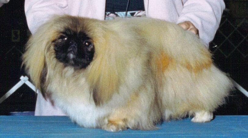 Picture of deja vu pekingese CH Pekehuis Gift of Gold. UK CH Pekehuis Pure Gold x Pekehuis Verrity.