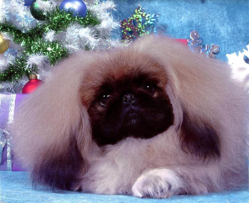 Picture of deja vu pekingese CH Deja vu Sir Gold for Pekehuis. CH Deja vu Travelin’ Man x CH Pekehuis Dream of Gold.
