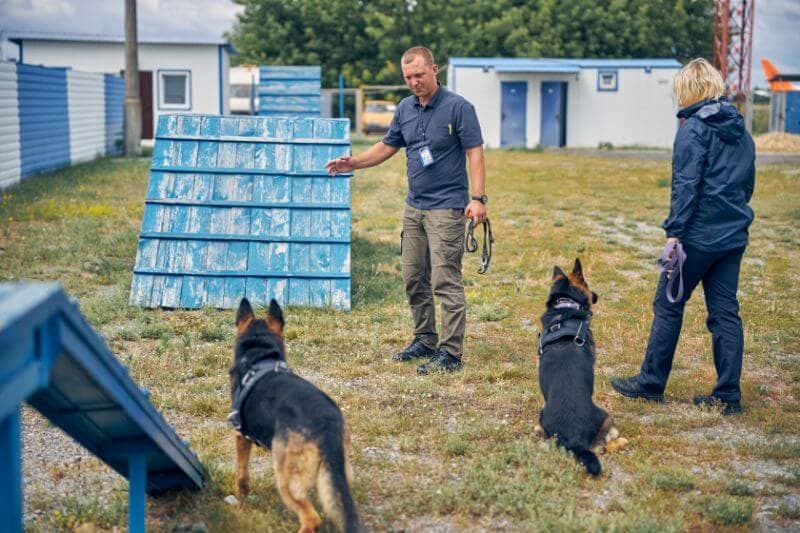 Latent learning in dogs