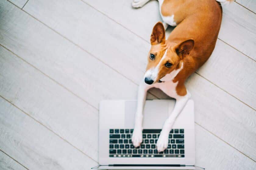 Basenji Basenji Colors and Markings – From Standard to Rare Coats