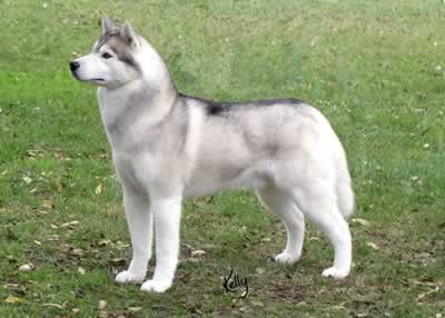 Rushmore is a multiple BIS- and multiple BISS-Winning Siberian. He was co-bred by and is co-owned with Judith M. Russell, Karnovanda Kennels, Reg., and co-owned and resides with Maryl Foster, Tokima Siberians.