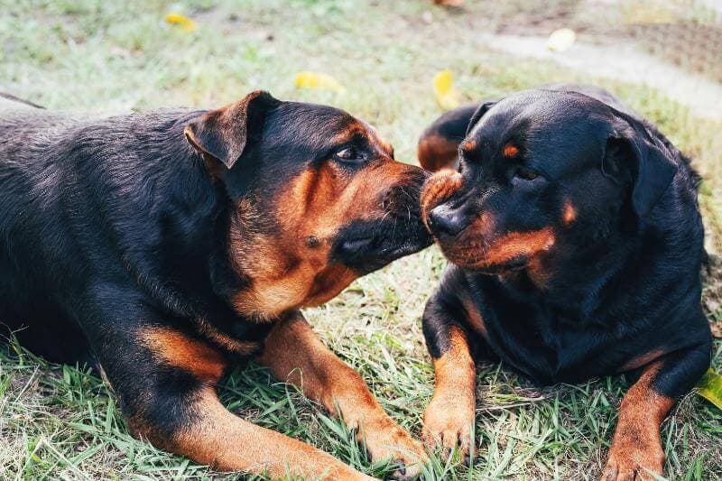 two rottweiler dogs are kissing on the grass
