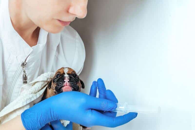 2023 Theriogenology Residency Programs