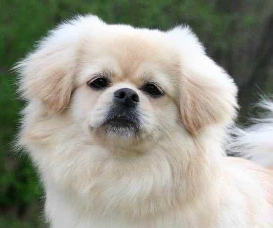 Tibetan Spaniel Tibetan Spaniel head photo