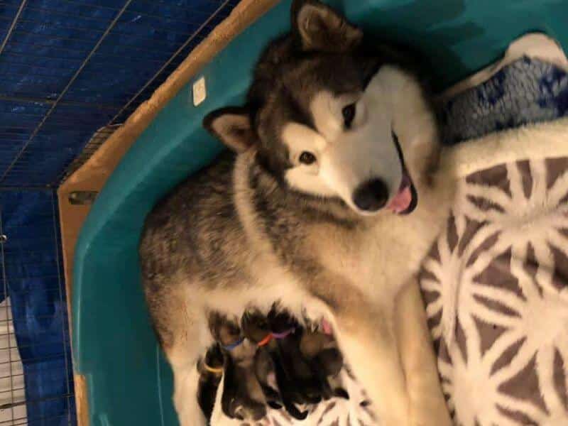 SilverIce Alaskan Malamute SilverIce Alaskan Malamute bitch feeding her puppies
