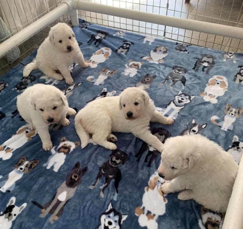 Aegys Kennels Aegys Kennels Kuvasz Puppies