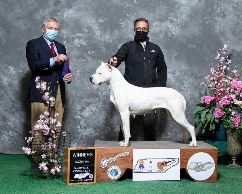 Dogo Argentino Dogo Argentino winning a dog show