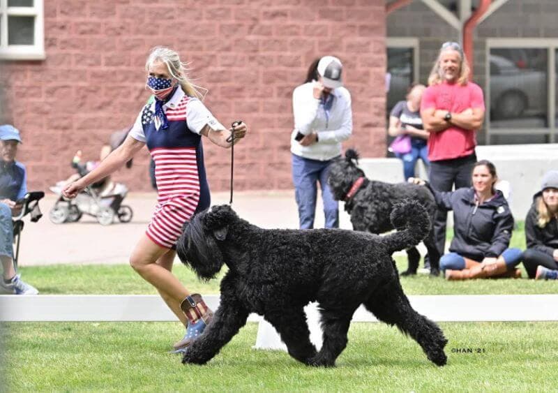 Black Russian Terrier Black Beard Black Russians | Christine Robinson, PH.D.