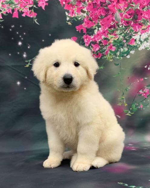 Aegys Kennels Puppy